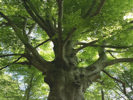 Conservazione degli alberi monumentali in Emilia-Romagna
